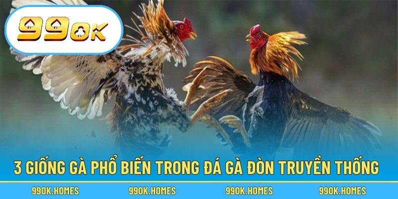 3 giống gà phổ biến trong đá gà đòn truyền thống