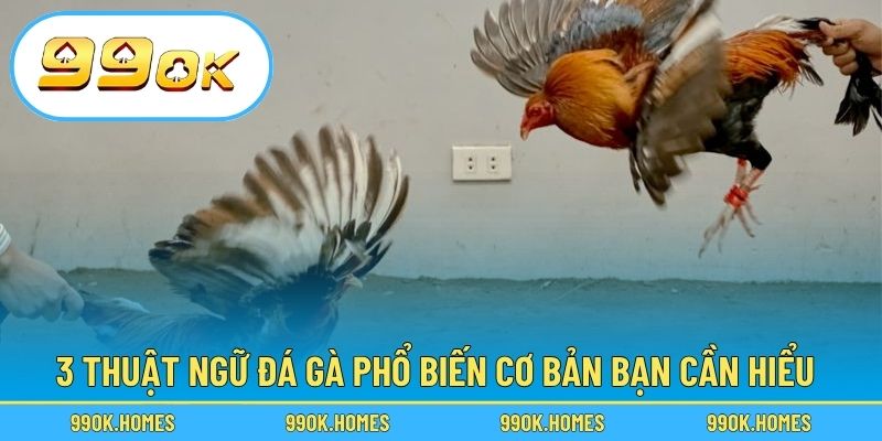 3 thuật ngữ đá gà phổ biến cơ bản bạn cần hiểu