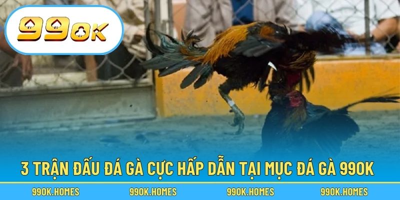3 trận đấu đá gà cực hấp dẫn tại mục đá gà 99OK