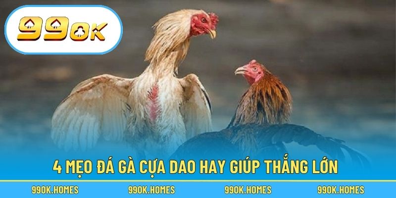 4 mẹo đá gà cựa dao hay giúp thắng lớn