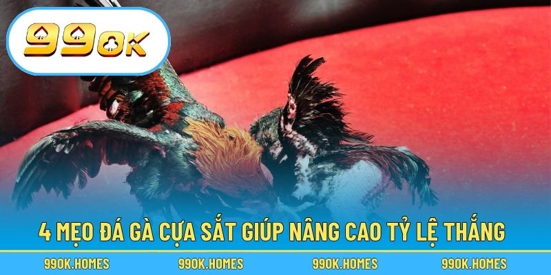 4 mẹo đá gà cựa sắt giúp nâng cao tỷ lệ thắng