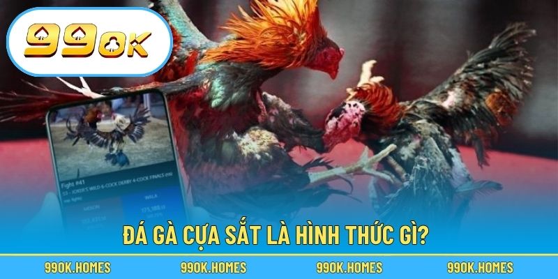 Đá gà cựa sắt là hình thức gì?