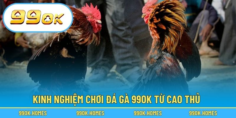 Kinh nghiệm chơi đá gà 99OK từ cao thủ