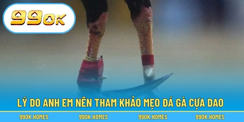 Lý do anh em nên tham khảo mẹo đá gà cựa dao