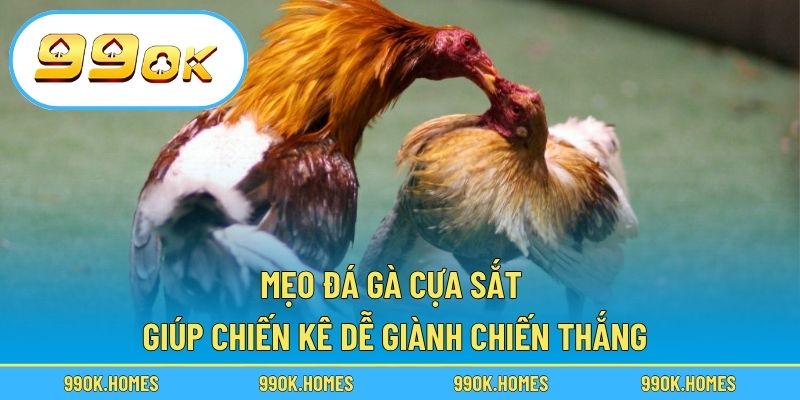 Mẹo Đá Gà Cựa Sắt Giúp Chiến Kê Dễ Giành Chiến Thắng