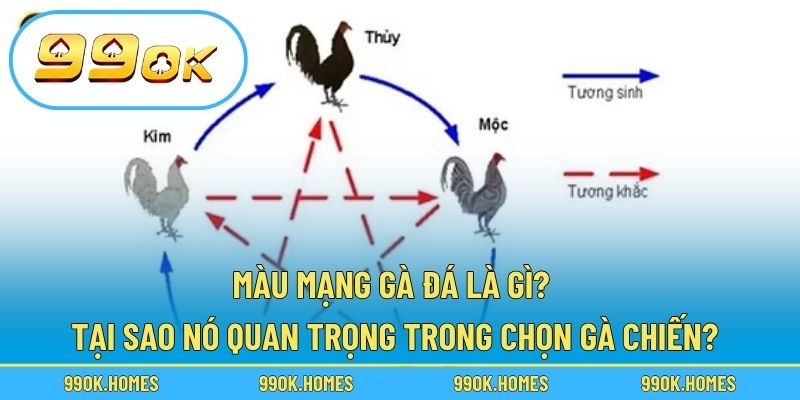 Màu mạng gà đá là gì? Tại sao nó quan trọng trong chọn gà chiến?