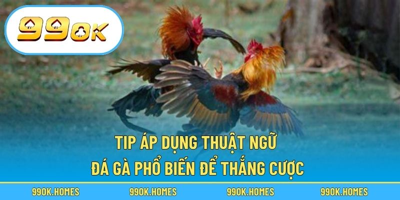 Tip áp dụng thuật ngữ đá gà phổ biến để thắng cược