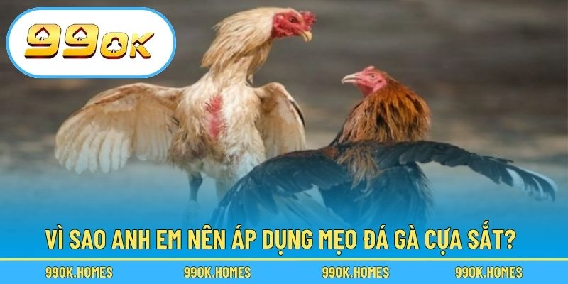 Vì sao anh em nên áp dụng mẹo đá gà cựa sắt?